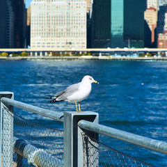 Seagull with Manhattan in background. Focus on the bird.