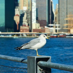 Seagull with Manhattan in background.