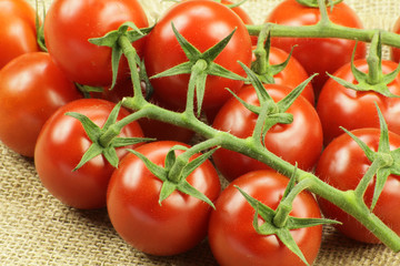 tomates cerises 22052015