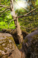 Fototapeta premium tree growing