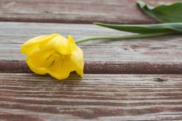 Torn yellow tulip lying on a shabby wood plank.
