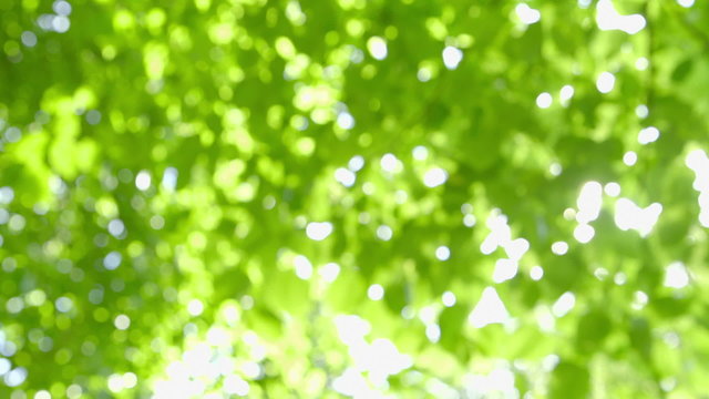 Defocused fresh Nature Background with Sunbeams - camera pan 