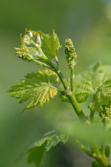 Früher Traubentrieb Traubensposs