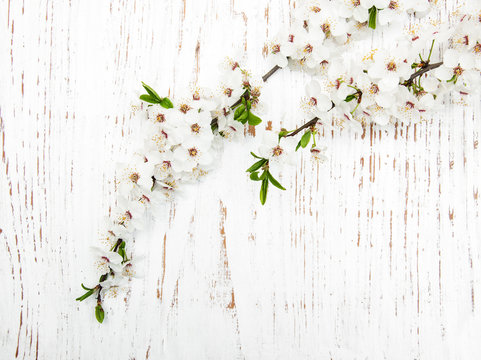 spring blossom on wood background © Olena Rudo