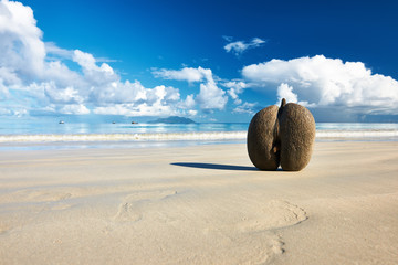 Sea's coconuts (coco de mer) on beach at Seychelles