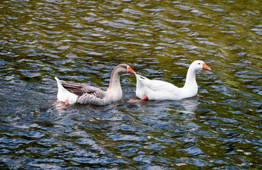 Fototapeta premium two geese