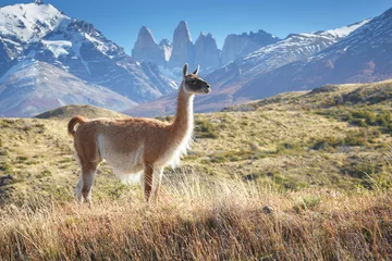 Fotobehang Guanaco in National Park Torres del Paine, Patagonia, Chile © sunsinger