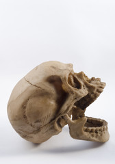 Human skull on white background