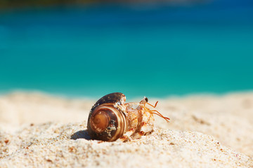 Hermit crab at beach