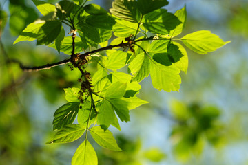 Green leaves background