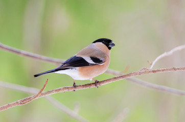 Female bullfinch sitting on a tree. Russian nature