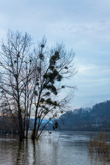 Bords de Saône en hivers
