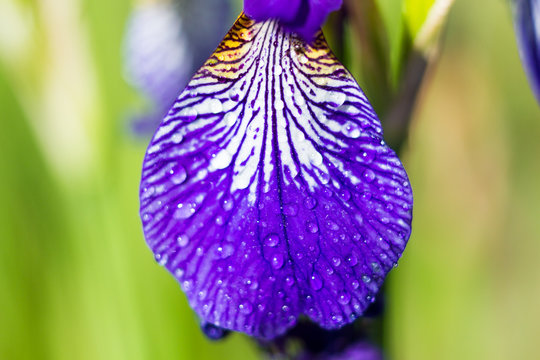 Macro of an Iris sibirica