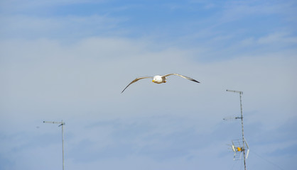 Seagull