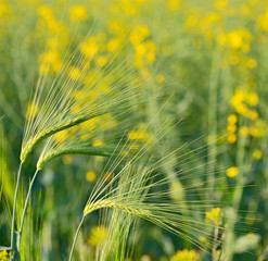 Green wheat field