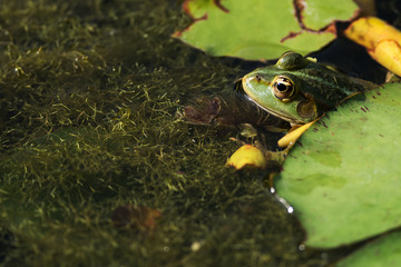 Teichfrosch