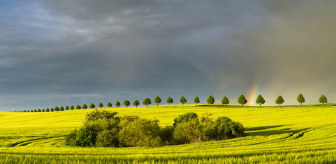rainbow over a field of young corn