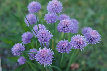 Obraz premium Fleurs Ciboulette 