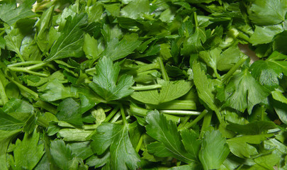 Parsley Background