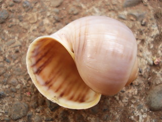 Caracola
Imagen de una caracola vacía