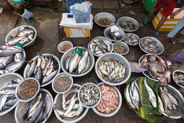 Fresh fishes in asian market