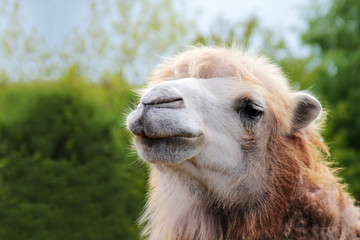 Fototapeta premium Camel portrait