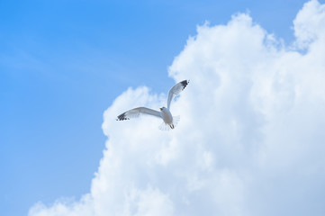 Seagull