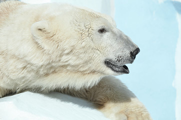 Fototapeta na wymiar Белый медведь.