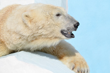 Белый медведь.