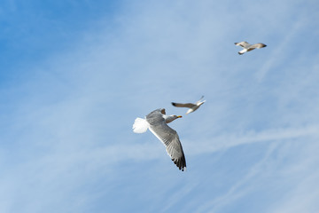 Seagulls