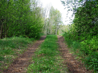 Fototapeta premium Forest road