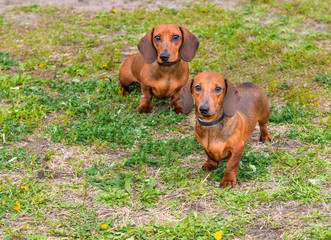 Two Dachshunds are in the park.