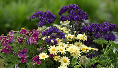 Obraz premium fleurs...arrangement