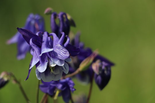 violette Blume (Wald Akelei)