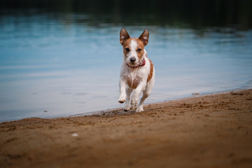 Jack Russell Terrier dog playing in water