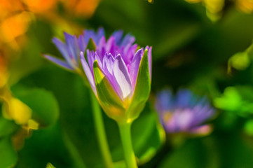 Fototapeta premium The Beautiful and Magical Lotus of Thailand 