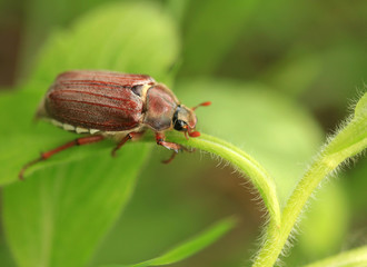 may bug