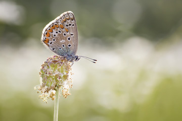 Fototapeta na wymiar part-copper-butterfly on a flowering background