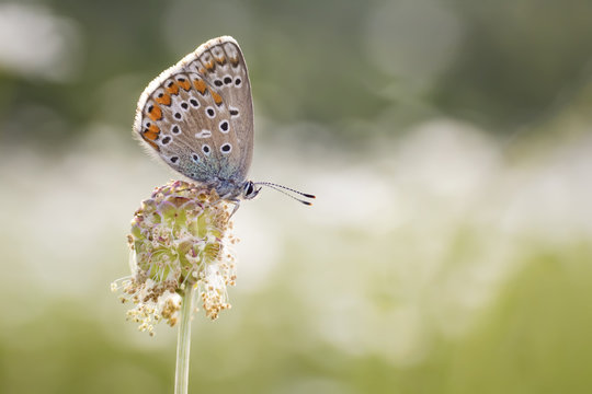 part-copper-butterfly on a flowering background
