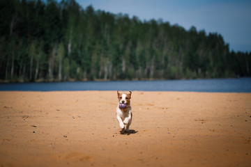 Jack Russell Terrier dog playing in water