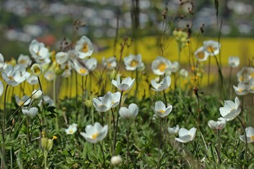 Fototapeta premium Große Windröschen (Anemone sylvestris) am Dörnberg 