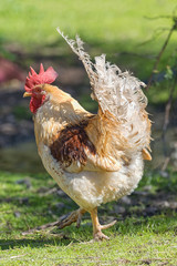 White rooster walking away on green grass at a free range