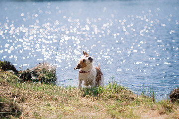 Jack Russell Terrier dog playing in water © Anna Averianova