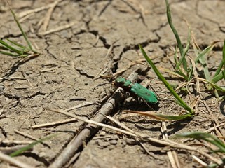Feldsandläufer (Cicindela campestris) 
