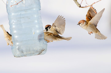 Flock birds sit on manger. Russian nature