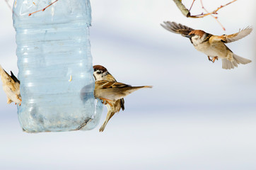 Flock sparrow sit on manger. Russian nature