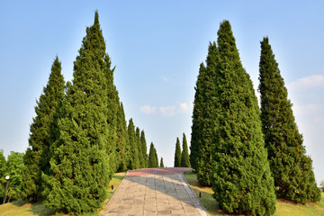 Planted trees lined up a long way in the park   