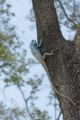 Blue Crested Lizard on tree -Calotes mystaceus