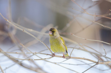 Greenfinch sit on tree. Russian nature