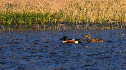 Northern shoveler, anas clypeata, ducks